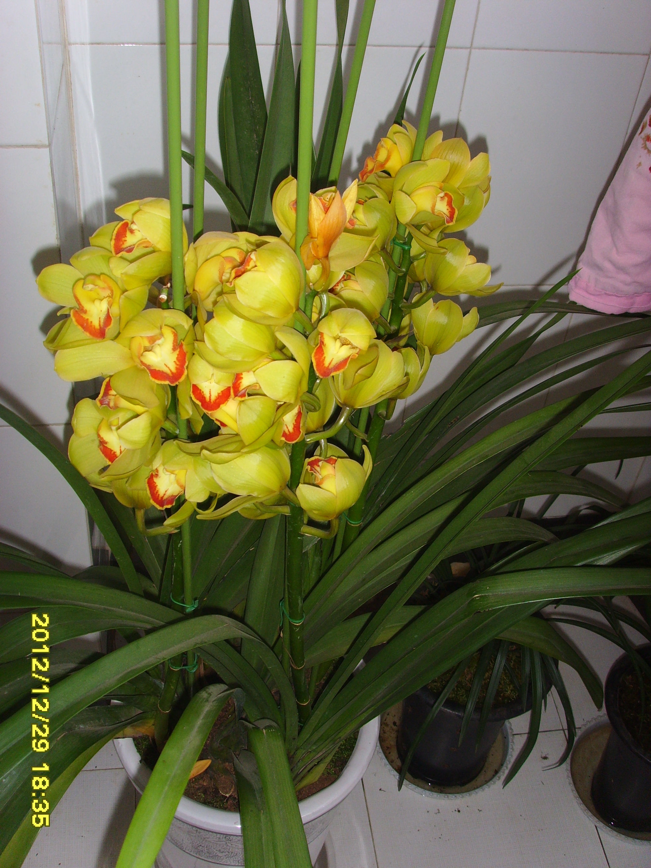 SSL27968.JPG
